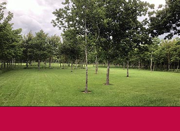 Bunting Glade