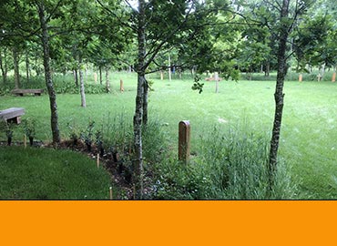 Owl Glade
