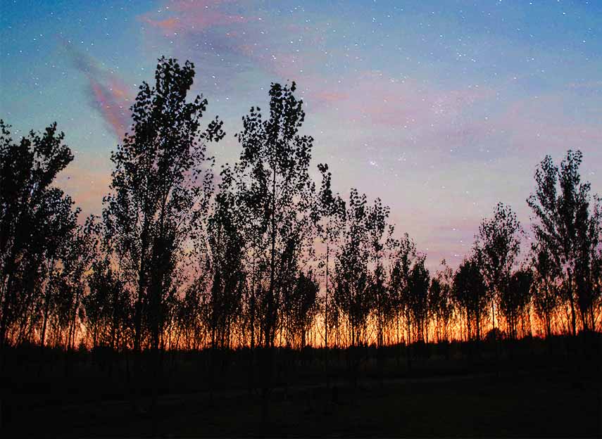 woodland glade at twilight